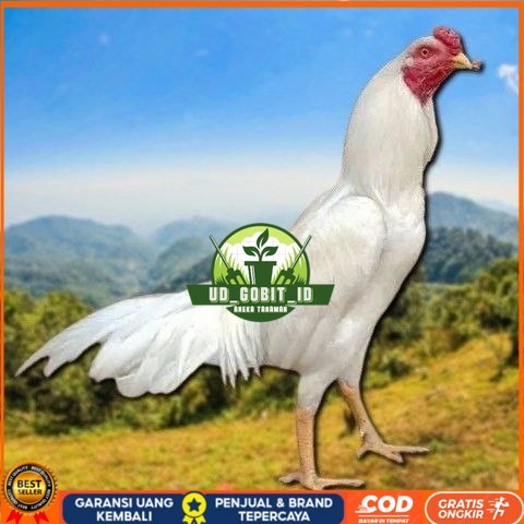 

telur tetas ayam shamo petarung bangkok UD_GOBIT_ID