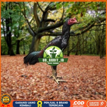 

Telur Ayam Pakhoy Jumbo Vertil Siap Di Tetaskan Jaminan Super Oiginal Bergaransi valid UD_GOBIT_ID