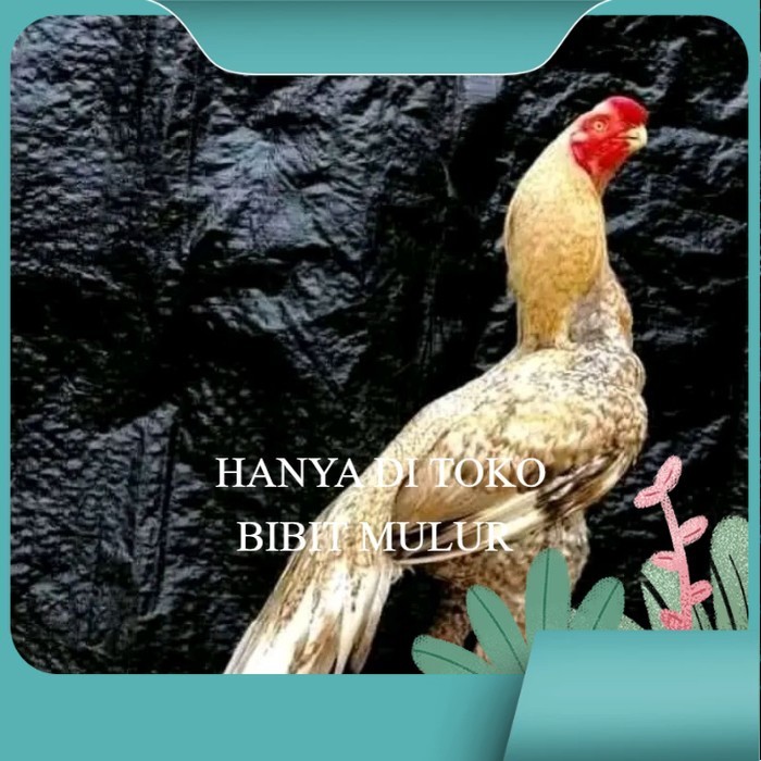 

telur fertil agsel Parrot kualitas terbaik original berkualitas