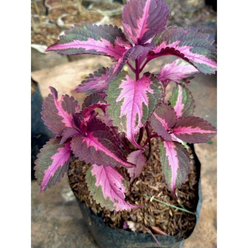 Promo Tanaman Hias Miana Batik Ungu COD kualitas premium