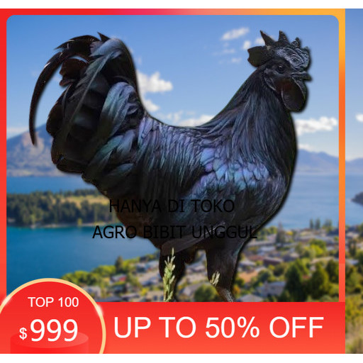 

telur ayam cemani lidah hitam (asli) bisa untuk di tetaskan super agro.bibit.unggul