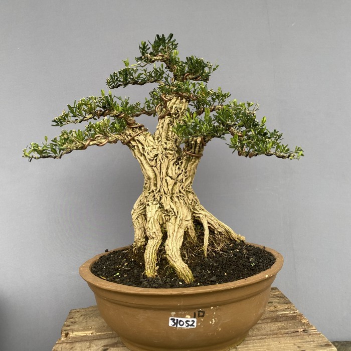 Bonsai Boxus siap pajang