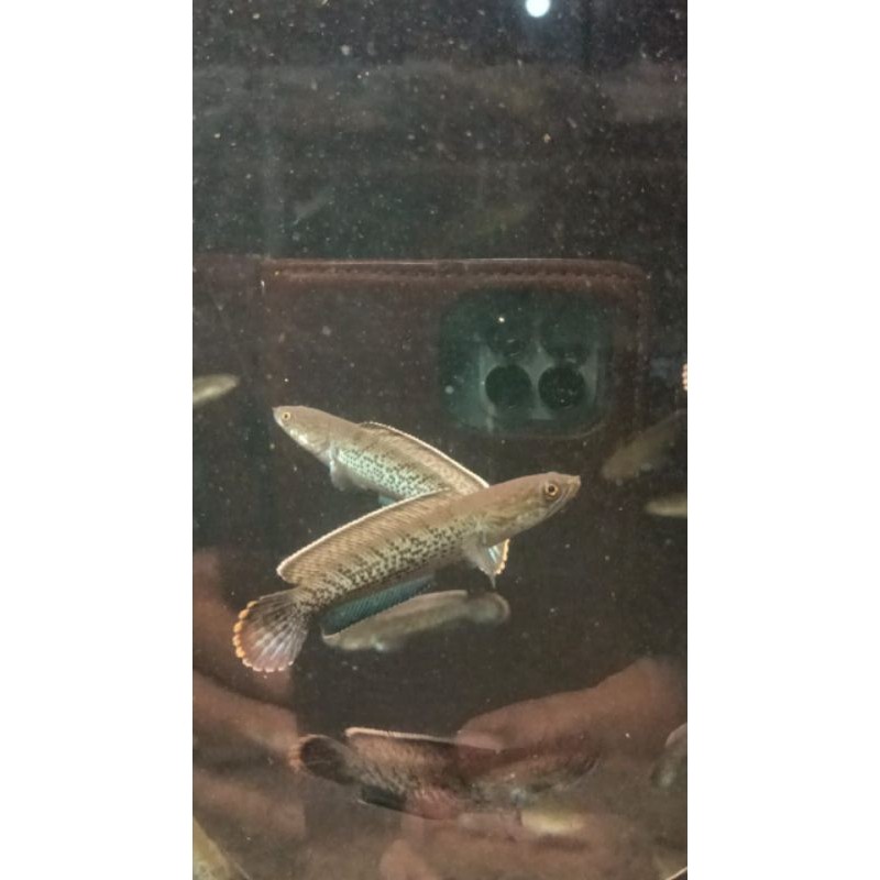 stewarti karbialong grade A++