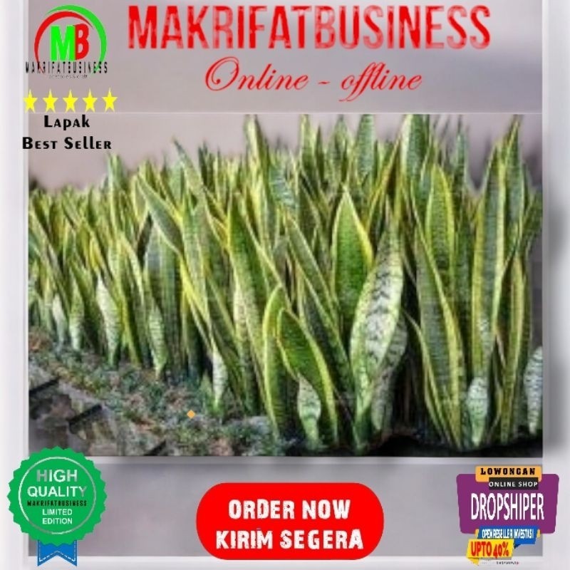 IMRON PRIBADI Paket 1 Daun Lidah Mertua Dewasa Indukan  40- 60 cm  SANSEVIERIA  YELLOW Kuning Plus b