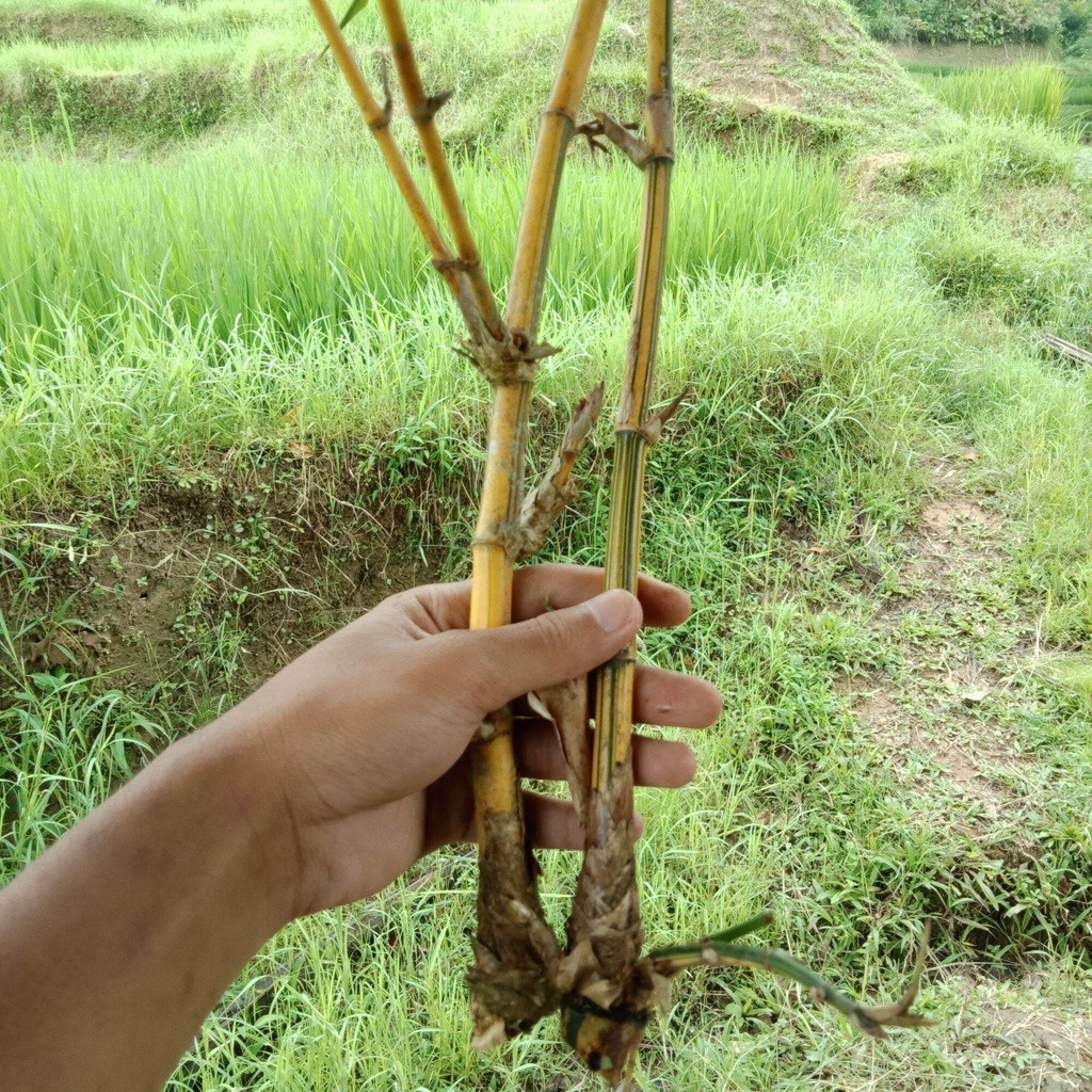 Bibit bambu kuning asli Bibit bambu kuning