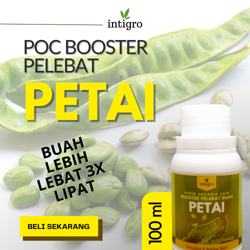 Pupuk Pete Cepat Berbuah Booster Pete / Pupuk Petai Agar Cepat Berbuah Pupuk Booster Petai Pupuk Per
