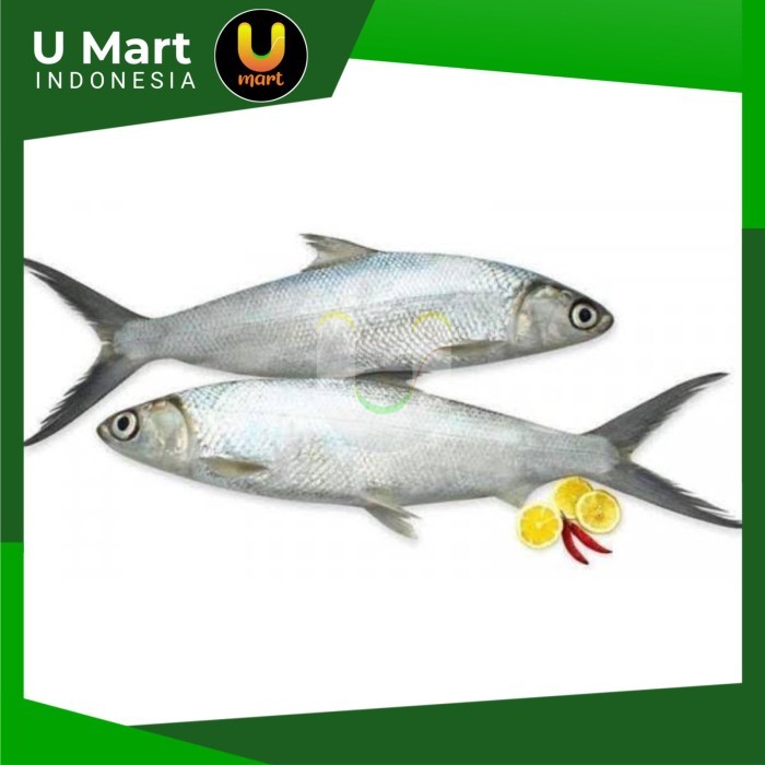 

U Mart - Ikan Bandeng Segar 1 kg Fresh