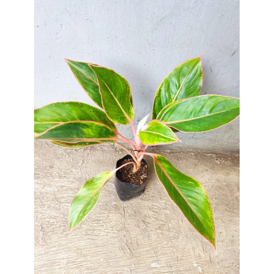 tanaman anglonema lipstick pink,tanaman pink,tanaman lipstik,tanaman  hias