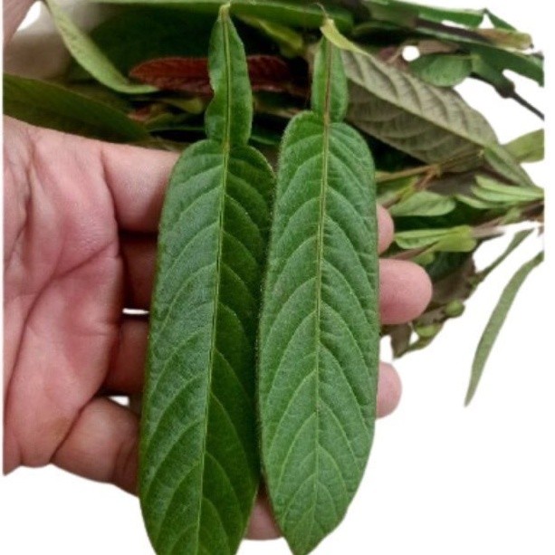 

Termurah Daun duduk segar siap petik ke kebun netto 100gram