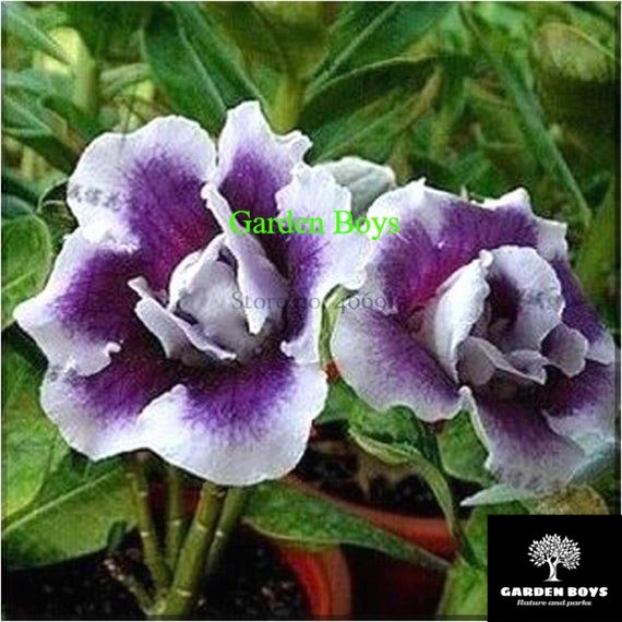 

bibit adenium white purple - bunga tumpuk