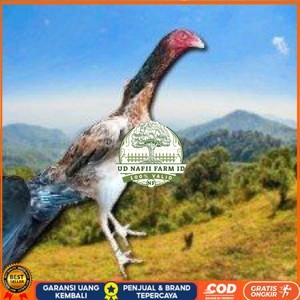 

telir tetas ayam shamo super UD NAFII FARM ID