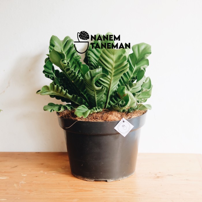 Kadaka Lasagna - Size Besar - di pot plastik hitam 30cm