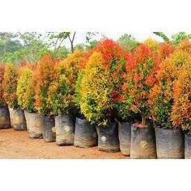 

BIBIT PUCUK MERAH SUPER|(BISA COD)