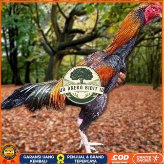 

Telur Ayam Pakhoy Jumbo Vertil Siap Di Tetaskan Jaminan Super Oiginal Bergaransi vertil UD ANEKA BIBIT ID