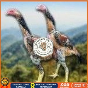 

telur tetas ayam shamo super berkualitas unggul UD GHANIYY BIBIT ID