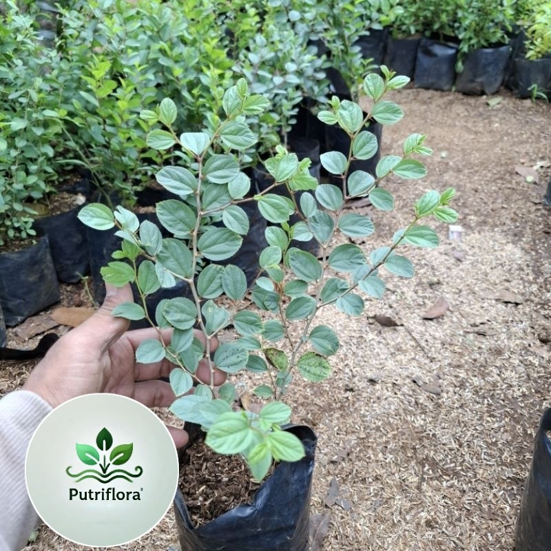 ( PROMO ) Tanaman Bidara Arab Asli Pohon Bidara Arab Asli