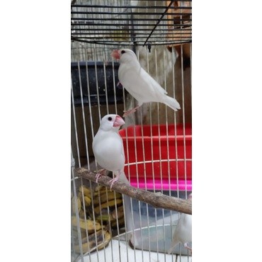 gelatik putih sepasang/satuan jantan betina ( siapan aviari )