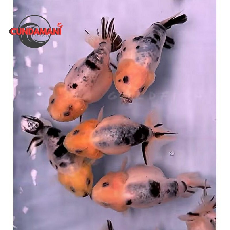 Ranchu Sapi Gen import Jumbo sizKualitas Terbaik