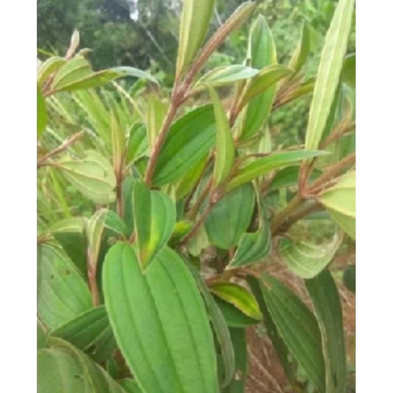 

Daun harendong segar 1kg murah, obat herbal, obat tradisional, obat herbal mura