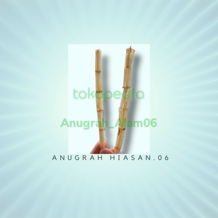 

Tanaman Akar Alang-Alang 1kg fresh/akar ilalang