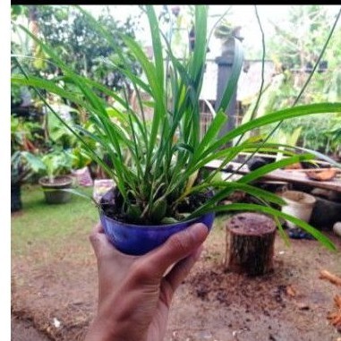 anggrek hutan tropis langka