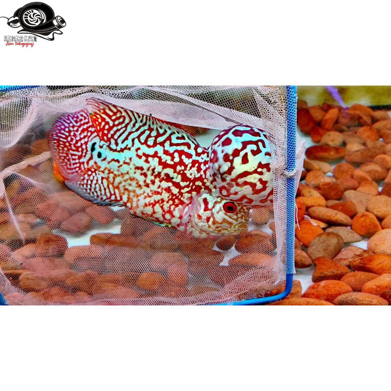 Burayak louhan kamfa F3 4-6 cm  VIP lohan sultan