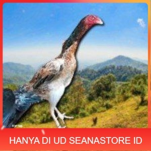 

telir tetas ayam shamo super UD SEANASTORE ID