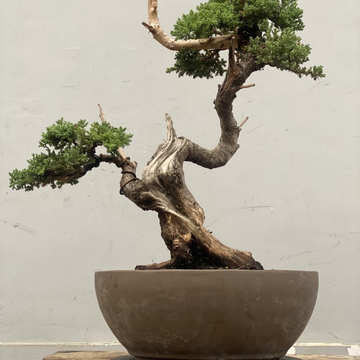 Bonsai Juniperus sargenti pingpong dwraf original