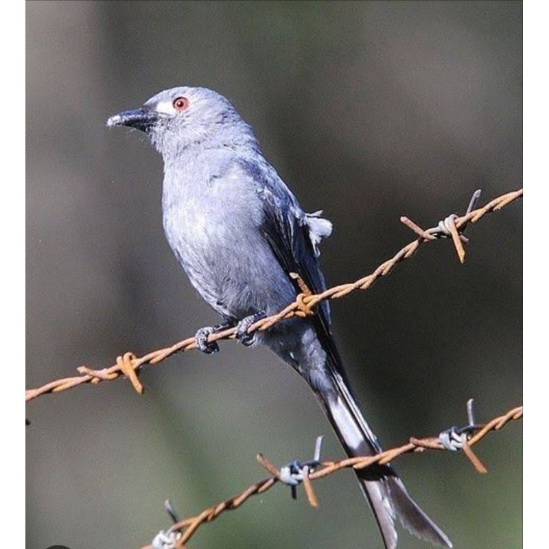 SRIGUNTING ABU ALIS SUMATRA JANTAN