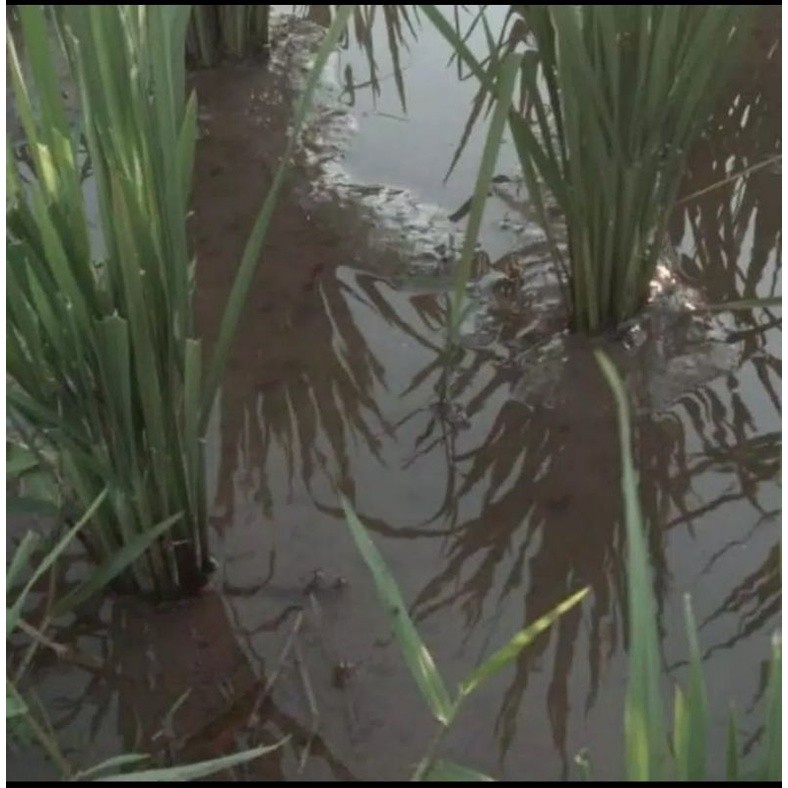 RH25 [COD] 1 KG tanah lumpur sawah - media tanam teratai Lotus Media Lotus