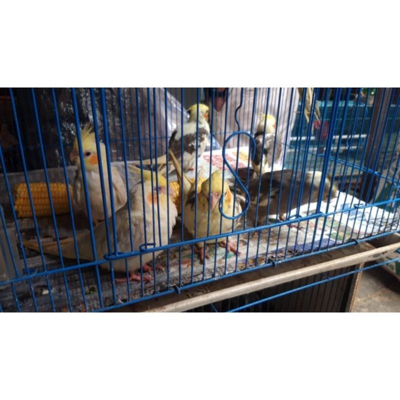 burung parkit australi lolohan