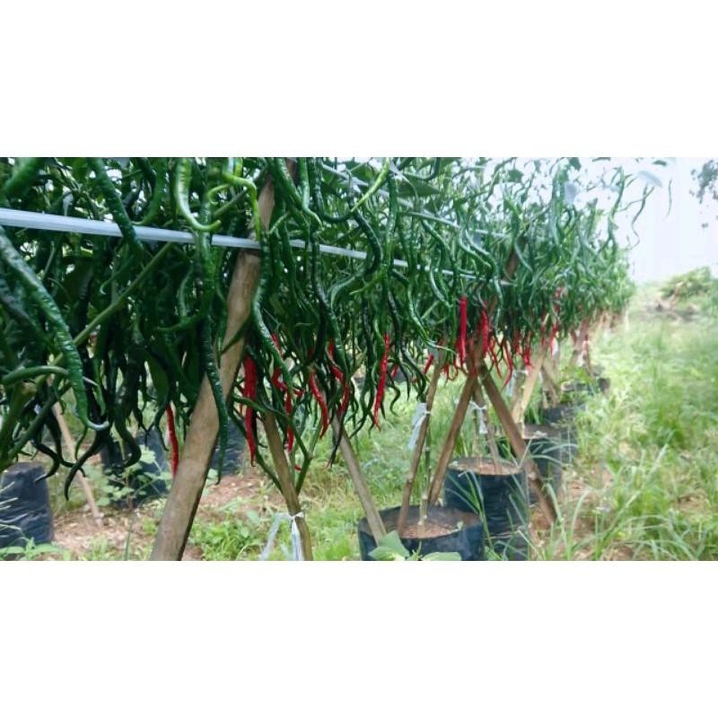 Benih Cabe Merah Kriting F1 Super Unggul - 500 Biji terlaris