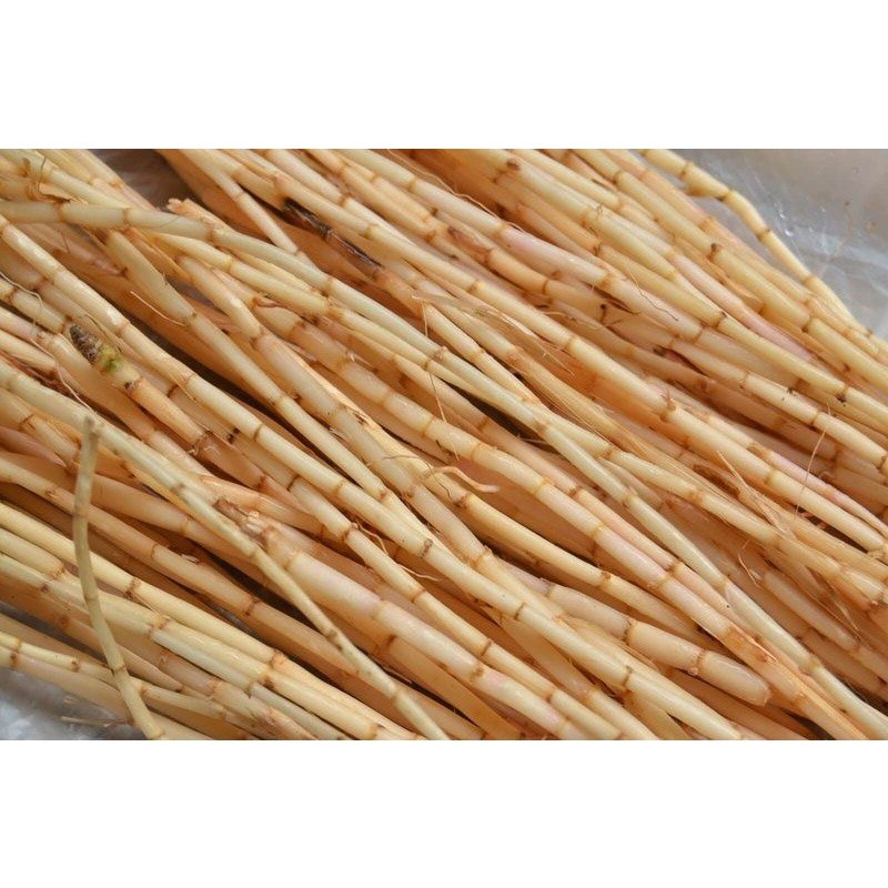 

AKAR ILALANG / ALANG ALANG FRESH 1kg