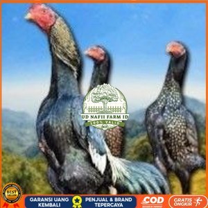 

telur tetas ayam shamo bangkok ori super garansi UD NAFII FARM ID