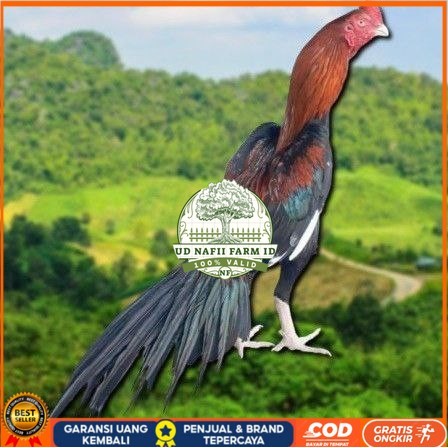 

TELUR BANGKOK EKOR LIDI FRESH (JAMIN FERTIL) UD NAFII FARM ID