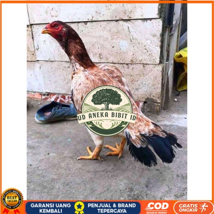 telur ayam aseel madras original berkualitas UD ANEKA BIBIT ID