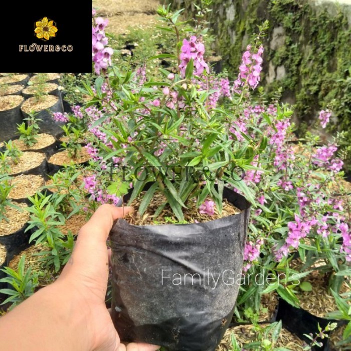 Tanaman Hias Lavender Pink / Bunga Lavender ( BERBUNGA )