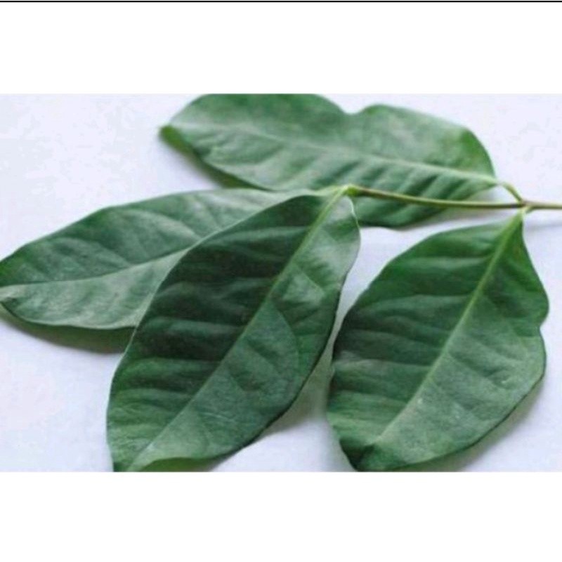 

jual daun salam /50pcs