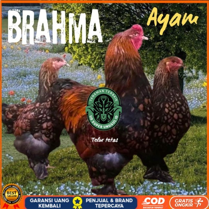 telur ayam brahma siap tetas original berkualitas UD_SUPER_UNGGUL_ID