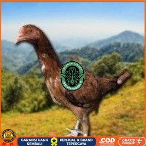 

telur tetas ayam shamo super tarung UD_SUPER_UNGGUL_ID
