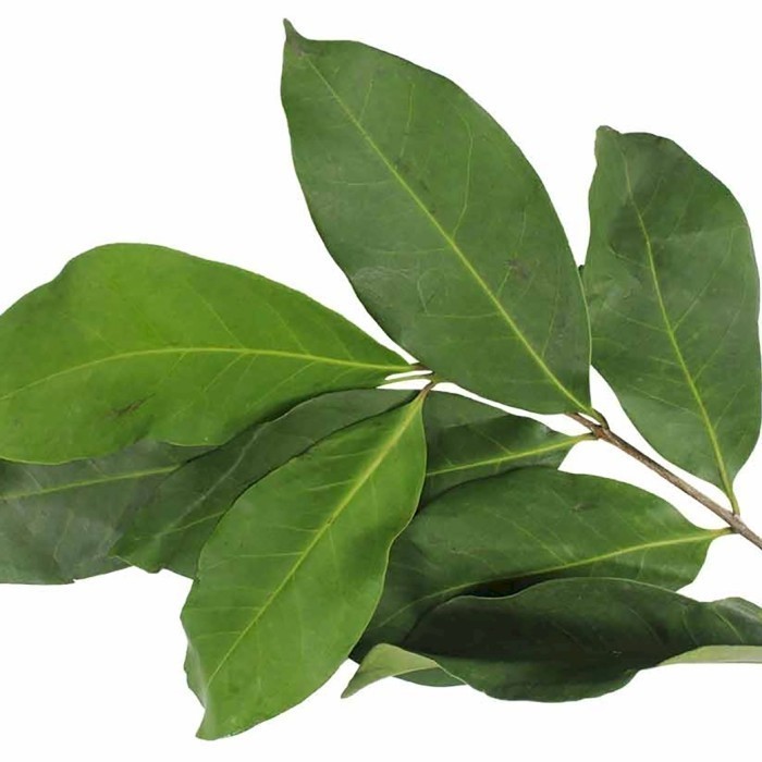 

Daun salam