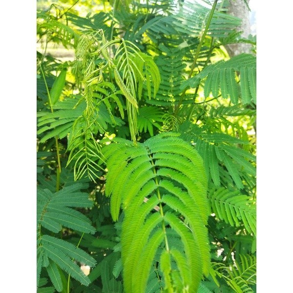 

Cod Daun kaliandra merah segar 1KG .