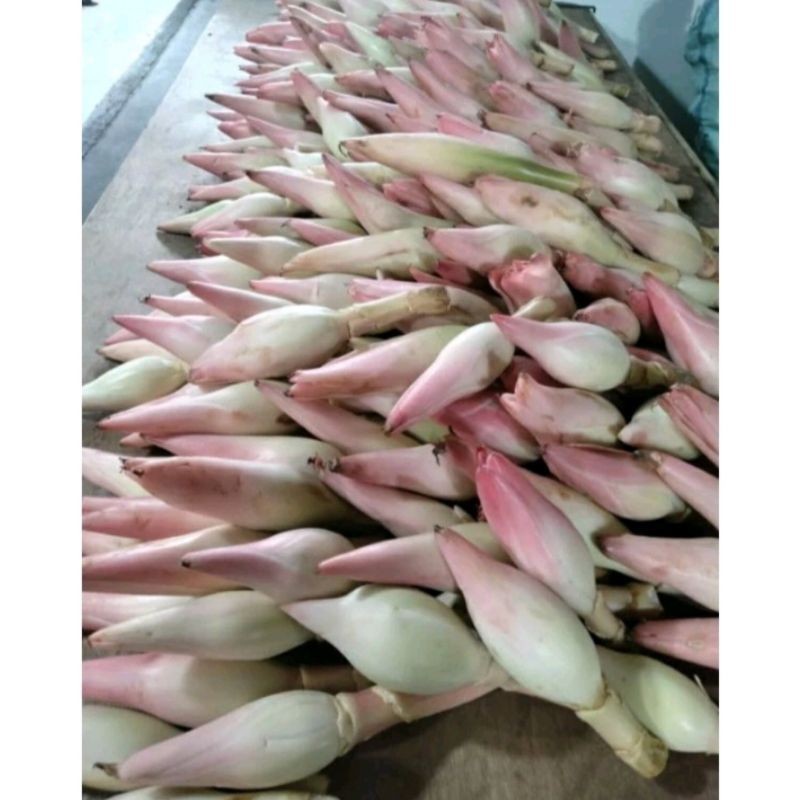 

Cod Bunga kuncup kecombrang segar per satu buah .