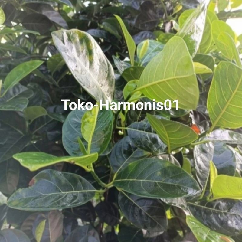 

Cod daun nangka kuning segar herbal/per 250grm .