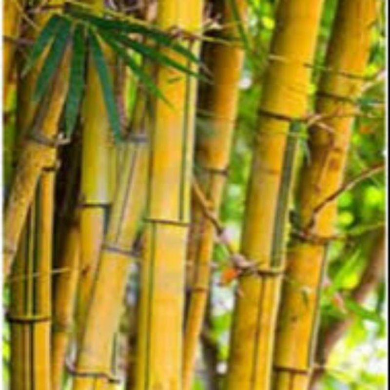 Cod Bibit Tanaman Bambu Ampel Kuning  100 cm Jumbo Bambu Kuning besar .
