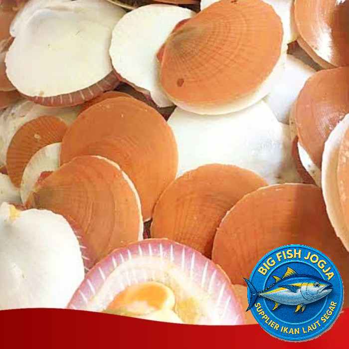 

Kerang Simping | Scallop @500gr