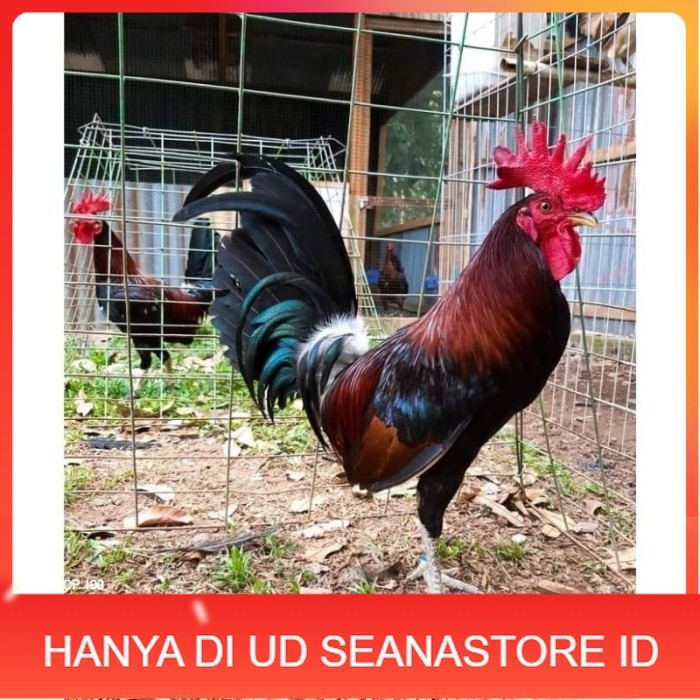 

Telur Ayam Fhilipin Hanya Untuk Ditetaskan original berkualitas UD SEANASTORE ID