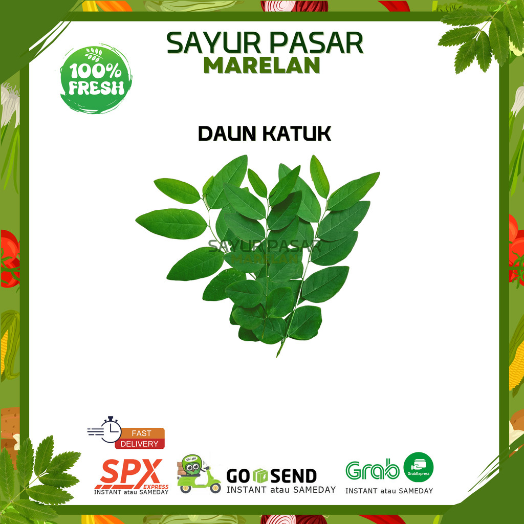 

DAUN KATUK 1 IKAT