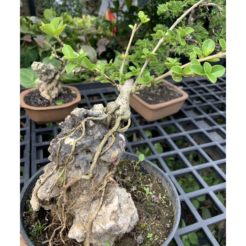 Bahan sancang on the rock murah