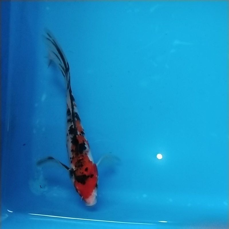 ikan koi sanke kumpay 18-22 cm kd:03